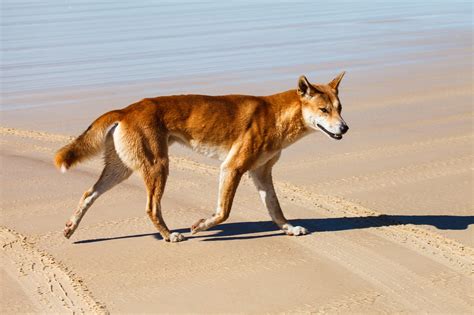 Dingo Magic as a Source of Inspiration for Modern Writers and Poets